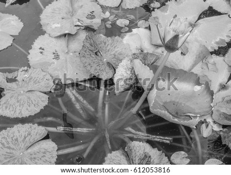 black and white picture lotus flora in a pond  