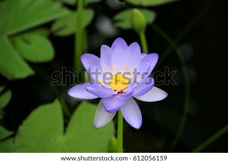 Tropical water lily