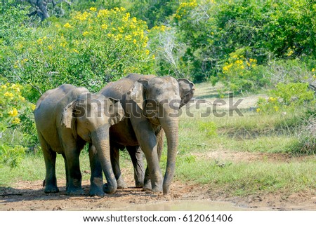Wild Elephant In Yala National Park.  Yala Is The Most Visited And Second Largest National Park In Sri Lanka