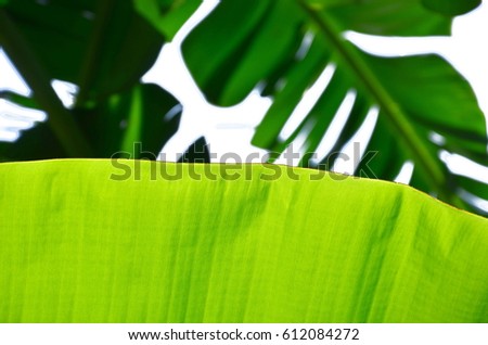 Isolated banana leaf on bokeh background