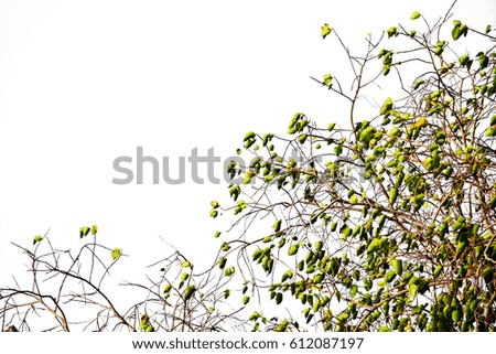 Blurred leaves are blowing on white background