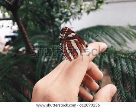 Butterfly touch it's very good and beautiful feeling to touch the butterfly by your hand