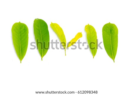 Leaves in south east asia isolated on white background