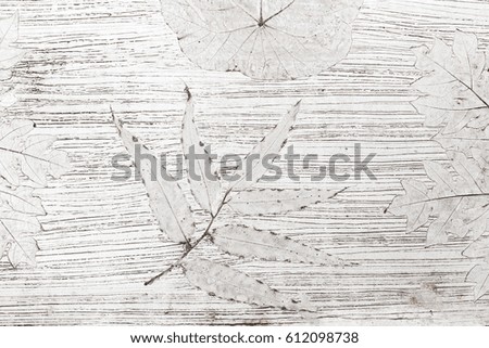 White abstract background with tropical plants shapes. Skeletones of leaves imprint on concrete floor as decoration.