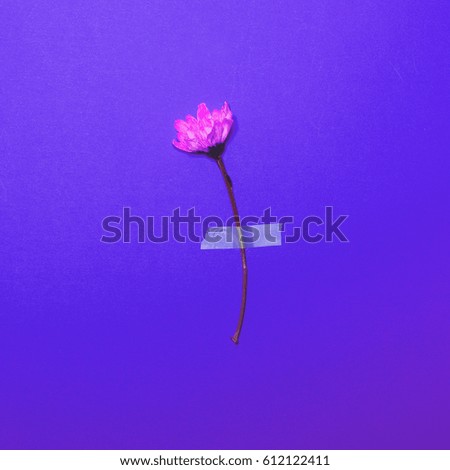 Fresh pink flower taped on purple pastel  background - Minimal flat lay concept