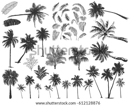Set constructor from realistic black silhouettes isolated tropical palm trees, branch and separate banana leaves, talipot on a white background