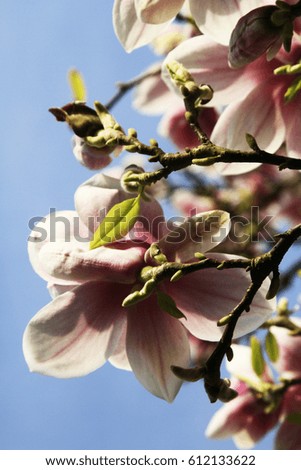 Flowering magnolia with white, pink and rose petals