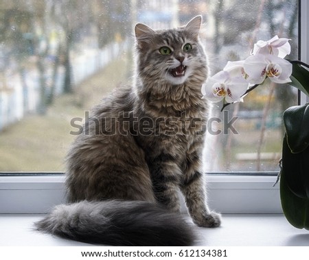 Singing cat on a windowsill
