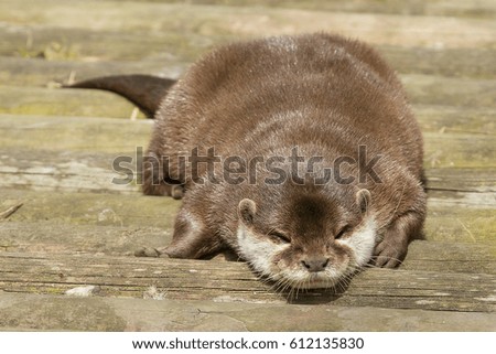 photo of a smooth coated otter sleeping in the sunshine
