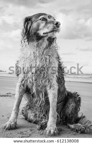 Black and white illustrative type photo image of Welsh sheepdog with wet coat at a beach in Gisborne, New Zealand 