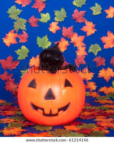 Cute black kitten in plastic jack-o-lantern  with fall leaves on blue background