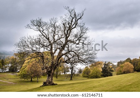 Dry tree, park. Scottish landscape. Scotland, Great Britain