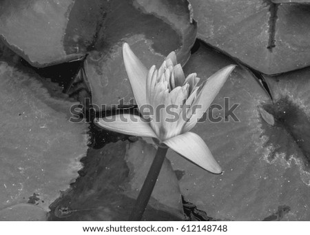 black and white picture lotus flora in the water