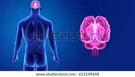 Human brain posterior view 3d illustration