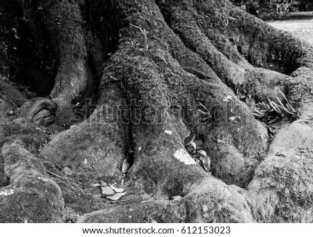 black and white picture old root tree cover with green moss in the nature