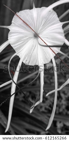 A close-up photograph of a Spider Lily. This photo was taken in Brisbane, Australia. 