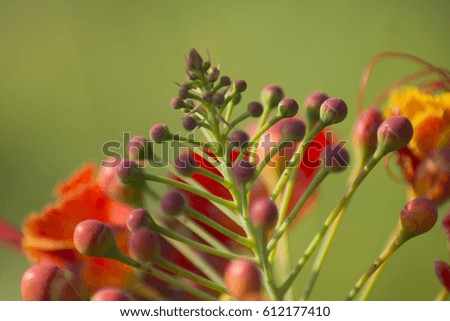 Macro flower.
A garden shoot
