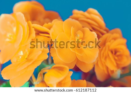 Yellow begonia flower on blue background