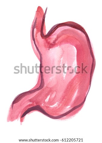 Abstract healthy human stomach painted in watercolor on clean white background