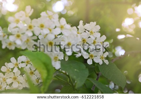 Blooming bird cherry white. White bird cherry against a background of green foliage and sunlight reflecting through leaves