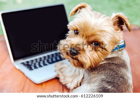 Portrait of a Yorkshire Terrier dog in front of a laptop outdoor on a meadow

 Royalty-Free Stock Photo #612226109