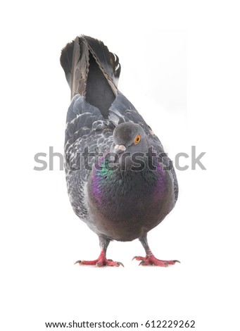  gray pigeon isolated on a white background