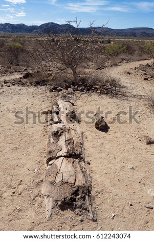 etrified forest engravings and rock paintings of Twyfelfontein and the Brandberg damaraland namibia africa 