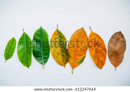 Leaves of different age of jack fruit tree on white wooden background. Ageing  and seasonal concept colorful leaves with flat lay and copy space. Royalty-Free Stock Photo #612247664