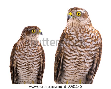 falcon isolated on a white background
