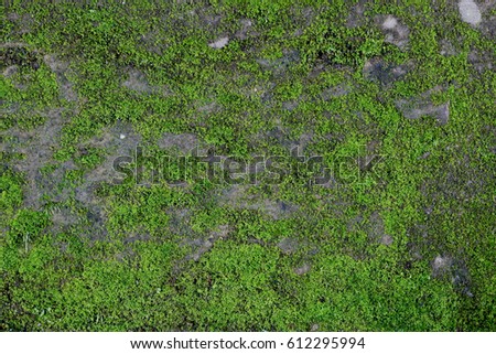 Mossy Wall_2 Royalty-Free Stock Photo #612295994