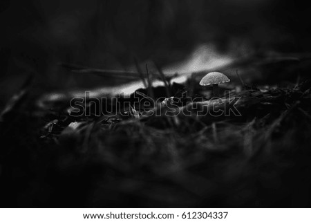 Little mushroom in the forest, B+W