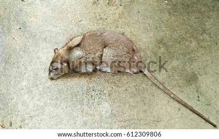 wild rat,rat animals as carriers of diease