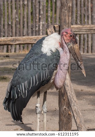 Marabou stork, family Ciconiidae
