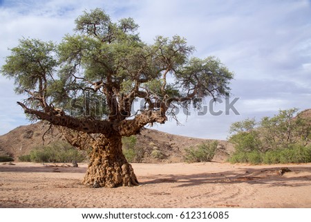 tyfelfontein and the Brandberg damaraland namibia africa 