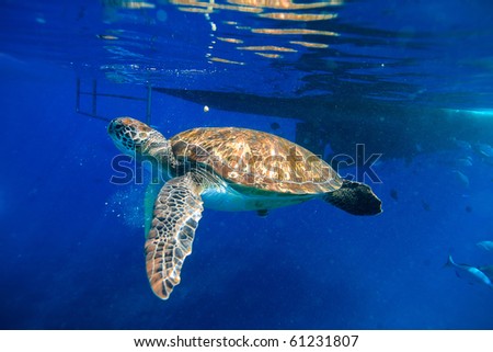 Green turtle swimming at the boat tail Royalty-Free Stock Photo #61231807