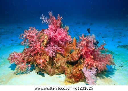 Beautiful soft coral and seafan Royalty-Free Stock Photo #61231825