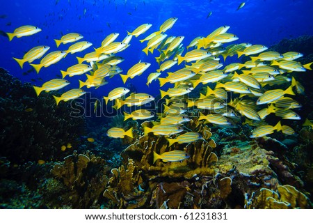 Yellow runner school fish Royalty-Free Stock Photo #61231831