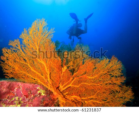 Diver swimming around the seafan Royalty-Free Stock Photo #61231837