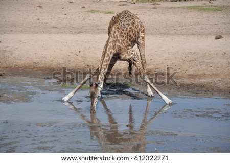 Giraffe and her reflection in the waterhole. 