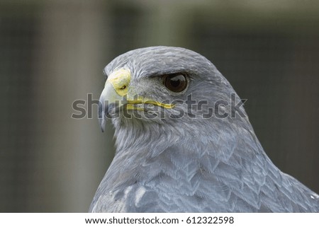 photo portrait of an alert Grey falcon