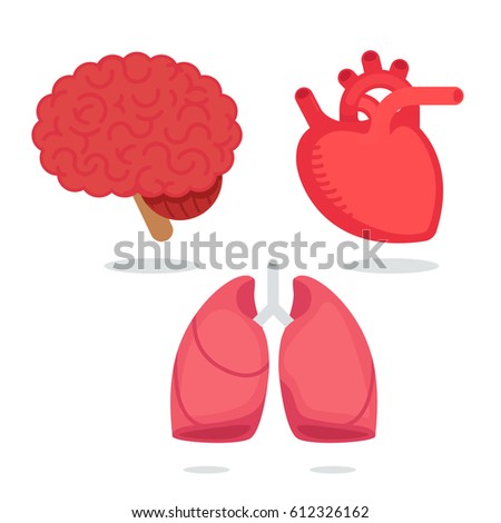 Organ vector illustration