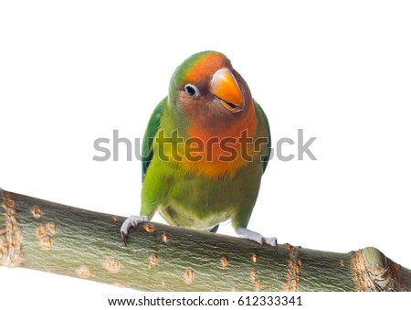 Fischer's Lovebird is sitting on a the tree. Isolated white background