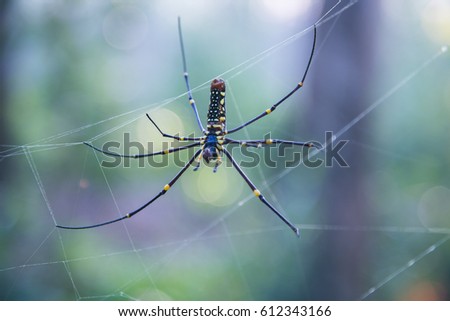 Close up Spider on a spider web with a green background