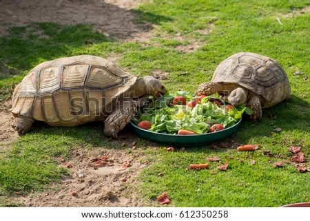 Two giant turtles eating vegetables