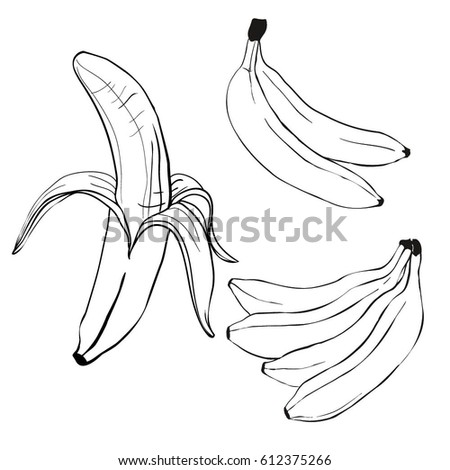 banana, vector, illustration