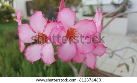big pink flowers