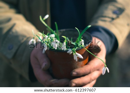 Snowdrops in the hands of a man