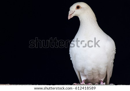 White dove on a black background. Sporting a white dove on a black background