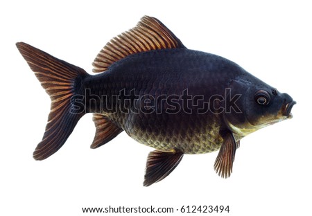 Decorative aquarium fish