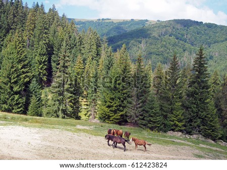 Herd of horses on a hillside against the background of the wood